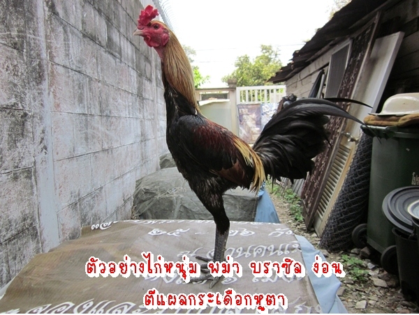 ซุ้มไก่ชนเพชรประเสริฐขายไก่ชนลูกผสมพม่าง่อนบราซิลและก๋อยง่อนบราซิลยุคพัฒนาสายพันธุ์ใหม่ รูปที่ 3