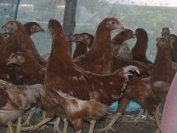 ขนิษฐาฟาร์ม จำหน่ายไก่สาวพร้อมไข่ 140 บาท บริการจัดส่งทั่วประเทศ รูปที่ 1