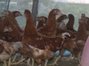 รูปย่อ ขนิษฐาฟาร์ม จำหน่ายไก่สาวพร้อมไข่ 140 บาท บริการจัดส่งทั่วประเทศ รูปที่1