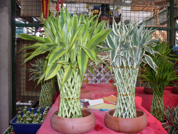ขายไผ่กวนอิมนำโชค ปลีก-ส่ง รูปที่ 4
