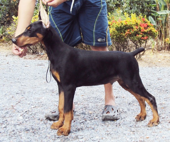 ลูก โดเบอร์แมน Doberman Puppy for sale! รูปที่ 1