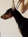 รูปย่อ ลูก โดเบอร์แมน Doberman Puppy for sale! รูปที่3