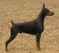 รูปย่อ ลูก โดเบอร์แมน Doberman Puppy for sale! รูปที่5