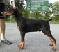 รูปย่อ ลูก โดเบอร์แมน Doberman Puppy for sale! รูปที่7