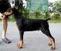 รูปย่อ ลูก โดเบอร์แมน Doberman Puppy for sale! รูปที่2