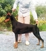 รูปย่อ ลูก โดเบอร์แมน Doberman Puppy for sale! รูปที่6