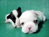 รูปย่อ ลูก French bulldog(จองหมดแล้ว) รูปที่2