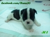 รูปย่อ ลูก French bulldog(จองหมดแล้ว) รูปที่3