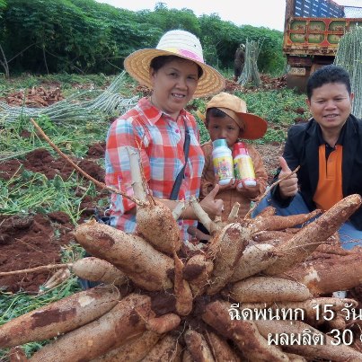 ระเบิดราก ระเบิดหัว มันสำปะหลังกันดีกว่า รูปที่ 4