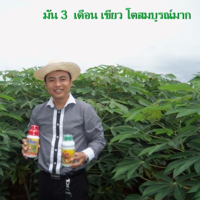 ระเบิดราก ระเบิดหัว มันสำปะหลังกันดีกว่า รูปที่ 3