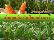 ทำให้ต้นพืชสมบูรณ์แข็งแรงใช้ง่ายประหยัดลดการใช้ปุ๋ยกระสอบ -พืชจะทนแล้งต้านหนาว -พืชสามารถเร่งการงอกของเมล็ด -พืชสามารถสร้างรากใหม่ และมีใบเขียวทน -ลำต้นพืชแกร่ง และเร่งโตเร็ว รูปที่ 6