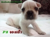 รูปย่อ ลูก French bulldog(จองหมดแล้ว) รูปที่6