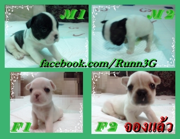 ลูก French bulldog(จองหมดแล้ว) รูปที่ 1