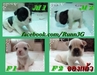 รูปย่อ ลูก French bulldog(จองหมดแล้ว) รูปที่1