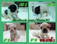 ลูก French bulldog(จองหมดแล้ว)