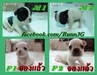 รูปย่อ ลูก French bulldog(จองหมดแล้ว) รูปที่7