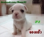 รูปย่อ ลูก French bulldog(จองหมดแล้ว) รูปที่5