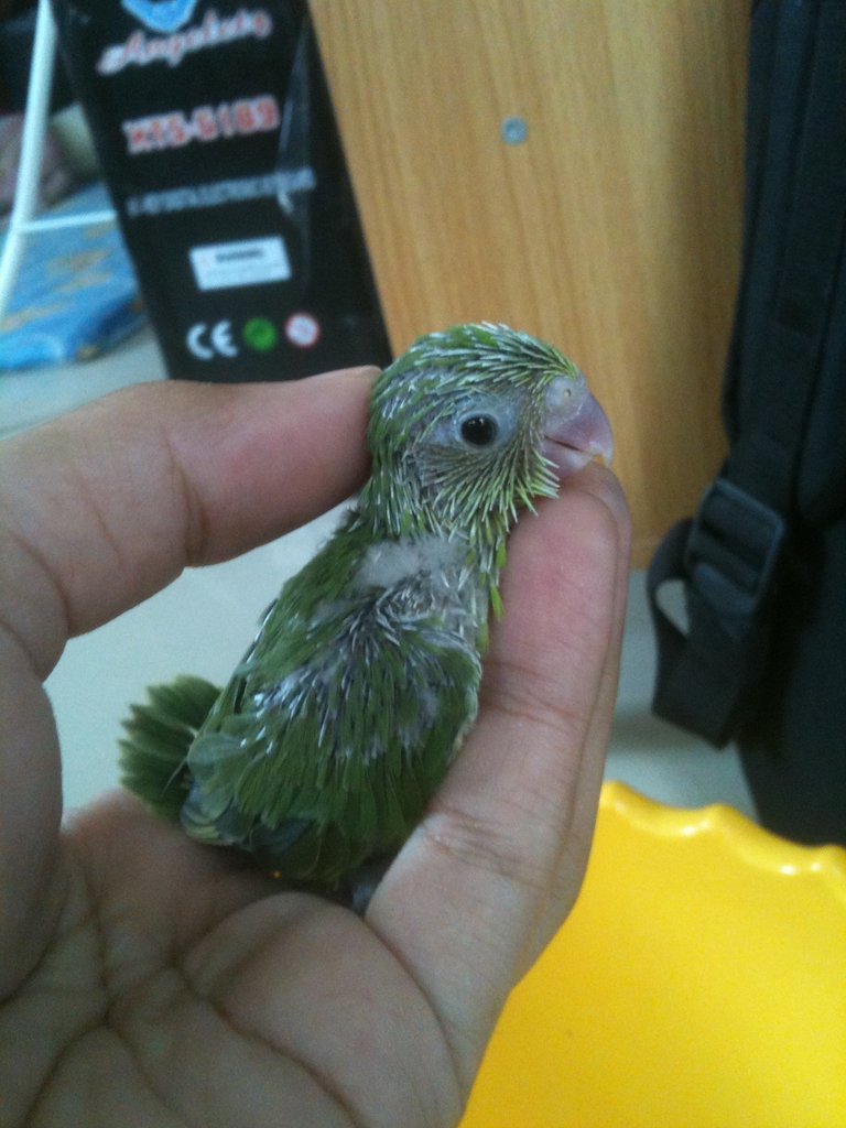 ลูกป้อฟอพัส น่ารักน่ารัก รูปที่ 4