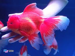 SALE ปลาสวยน่ารักแอ๊บแบ๊ว ราคาถูก! รูปที่ 4