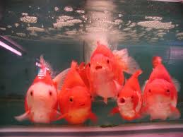 SALE ปลาสวยน่ารักแอ๊บแบ๊ว ราคาถูก! รูปที่ 3
