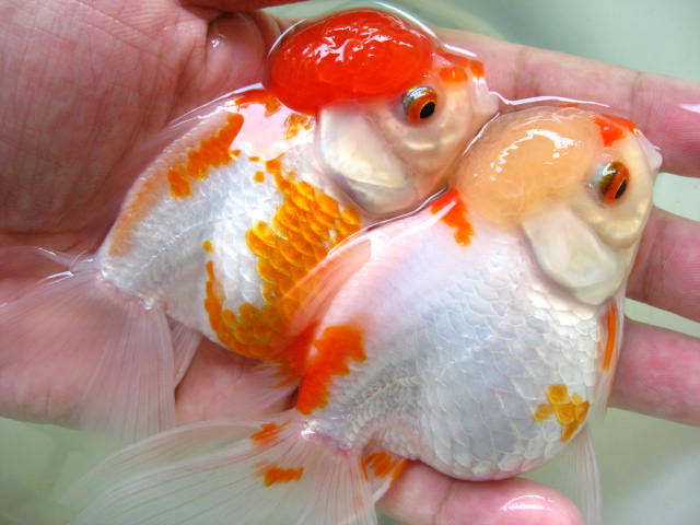 SALE ปลาสวยน่ารักแอ๊บแบ๊ว ราคาถูก! รูปที่ 5