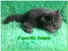 รูปย่อ น่ารักมาก..ลูกแมวเปอร์เซียหน้าบี้ครึ่ง CFA โทร 081-8454747 รูปที่1