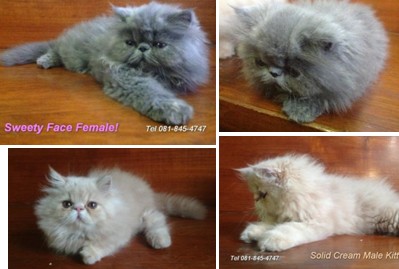 น่ารักมาก..ลูกแมวเปอร์เซียหน้าบี้ครึ่ง CFA โทร 081-8454747 รูปที่ 5