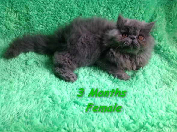 น่ารักมาก..ลูกแมวเปอร์เซียหน้าบี้ครึ่ง CFA โทร 081-8454747 รูปที่ 4