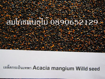 เมล็ดกระถินเทพา  รูปที่ 2