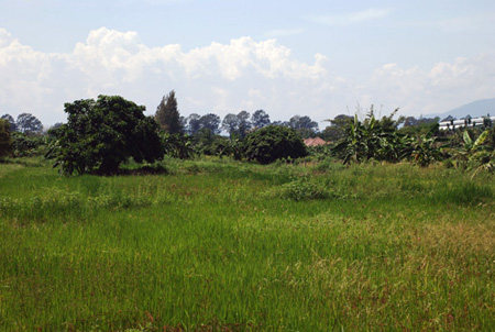 Land for Sale @ Sarapee, Chiang Mai -: 5 Rai 48 sqm. ( 8048 sqm ) รูปที่ 5