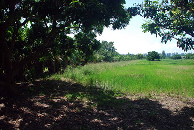 Land for Sale @ Sarapee, Chiang Mai -: 5 Rai 48 sqm. ( 8048 sqm ) รูปที่ 4
