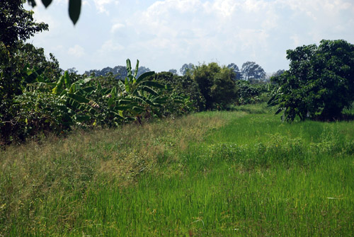 Land for Sale @ Sarapee, Chiang Mai -: 5 Rai 48 sqm. ( 8048 sqm ) รูปที่ 6