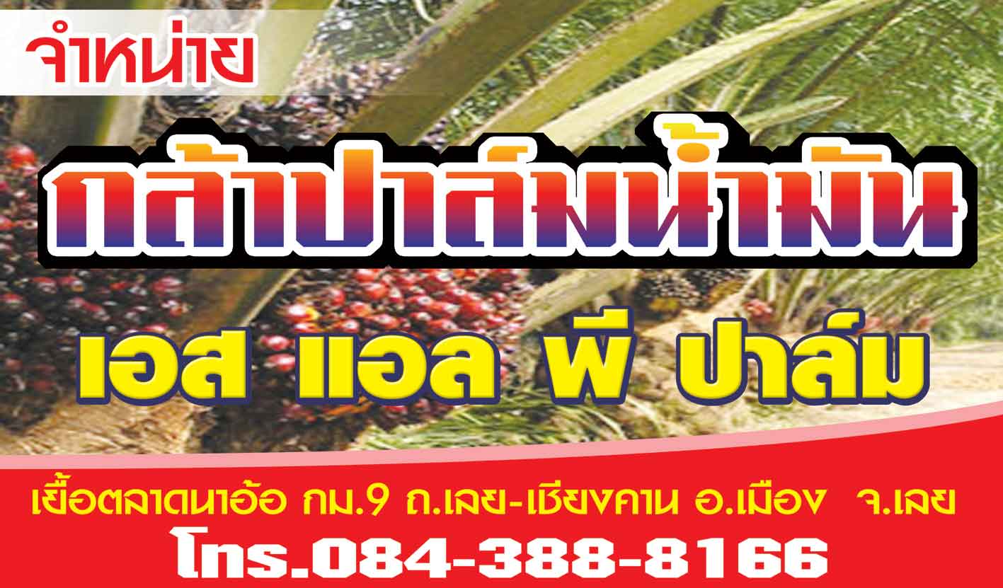 ลงทุน  ยางพารา   ผลตอบแทนดี รูปที่ 3