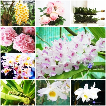 ขายเมล็ดพันธุ์ดอกไม้ ดอกไม้เมืองหนาว กล้วยไม้ (ไม้ขวด, ไม้นิ้ว, ไม้รุ่น) รูปที่ 5