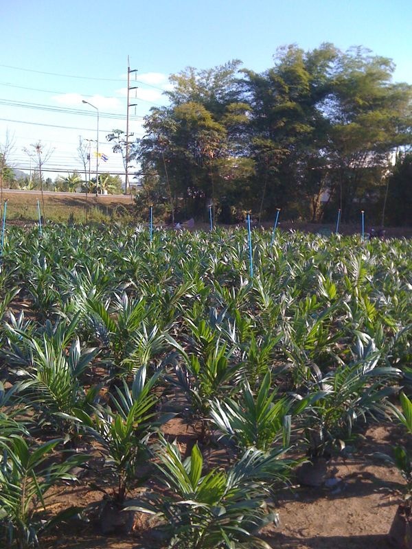SLP PALM รูปที่ 2