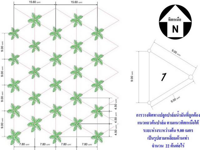 SLP PALM รูปที่ 7