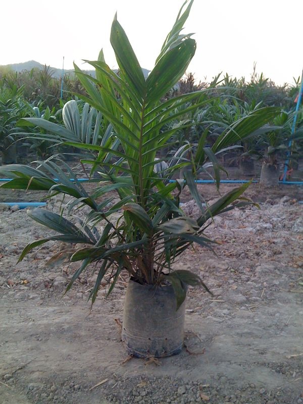 SLP PALM รูปที่ 3