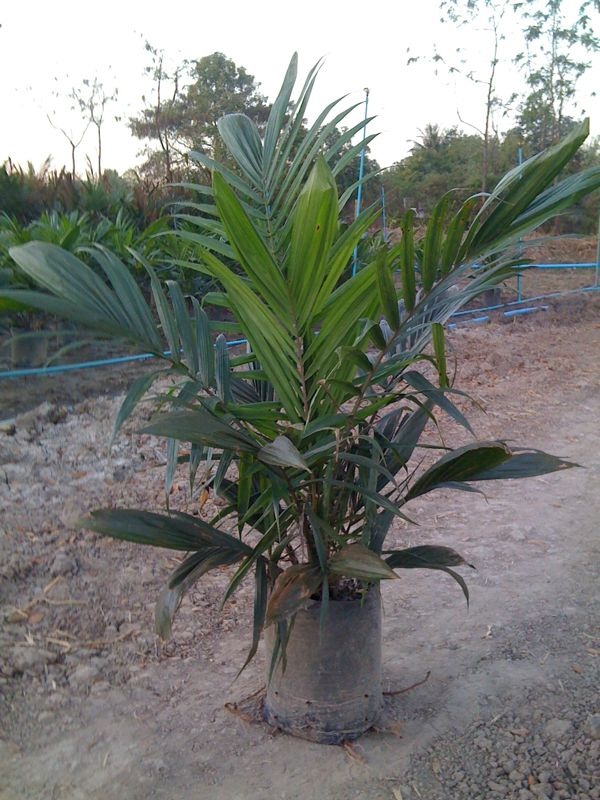 SLP PALM รูปที่ 4