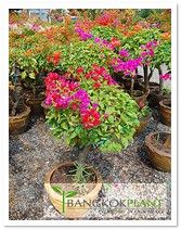 Garden plant exporter, plant nursery supplier, palm nursery exporter, tropical plant supplier, palm nursery wholesale รูปที่ 4