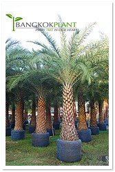 Garden plant exporter, plant nursery supplier, palm nursery exporter, tropical plant supplier, palm nursery wholesale รูปที่ 1