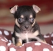 รูปย่อ ขาย ลูก หมา ชิวาว่า ขนสั้น สีแบ็คแทนน่าตาน่ารัก คับ ราคา ตัวละ 5000 บ. สนใจติด ต่อ โทร. 084-1133253 รูปที่2