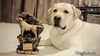 รูปย่อ เปิดจองลูกสุนัข พันธุ์ลาบราดอร์  สายพันธุ์ไทยแลนด์แชมป์เปี้ยน  รูปที่4