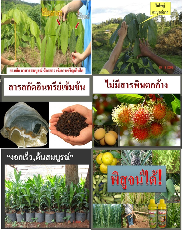 ปุ๋ยมูลค้างคาว ปุ๋ยอินทรีย์เคมี ตราเขาเพชร รูปที่ 3