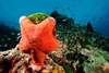 รูปย่อ ทัวร์เกาะตาชัย เกาะสวยน้ำใส ดำน้ำดูปะการัง รูปที่3