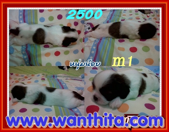ชิสุห์ทอยส์น่ารักๆตัวเล็กๆ มาร์คสวย มีจัดส่ง รูปที่ 3