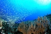 รูปย่อ ทัวร์เกาะตาชัย เกาะสวยน้ำใส ดำน้ำดูปะการัง รูปที่4