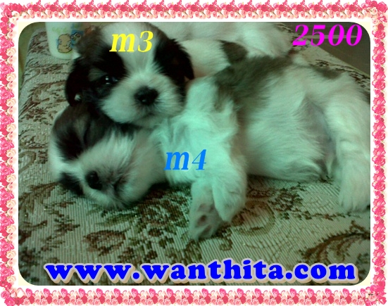 ชิสุห์ทอยส์น่ารักๆตัวเล็กๆ มาร์คสวย มีจัดส่ง รูปที่ 5