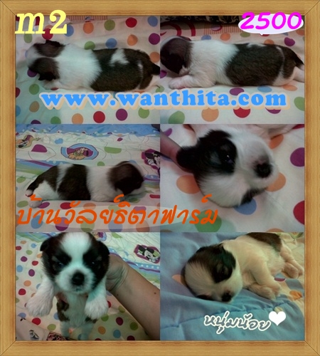 ชิสุห์ทอยส์น่ารักๆตัวเล็กๆ มาร์คสวย มีจัดส่ง รูปที่ 4