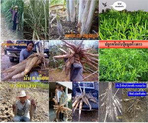 ปุ๋ยมูลค้างคาวปุ๋ยอินทรีย์เคมี สูตร6-3-3ตราเขาเพชรลดต้นทุนเพิ่มผลผลิต รูปที่ 2