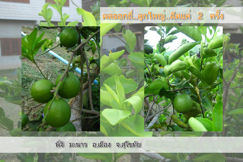 ปุ๋ยน้ำ Hylife gro นวัตกรรมใหม่สำหรับเกษตรกร ลดต้นทุน เพิ่มผลผลิต รูปที่ 7